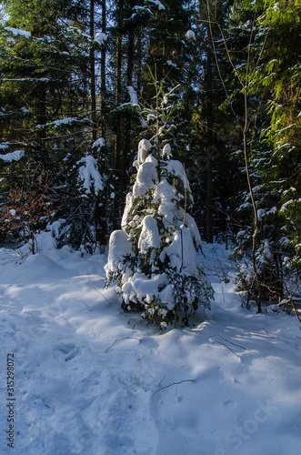 o  wietlony las zim   bieszczady