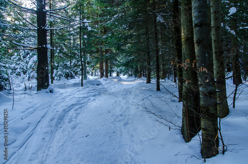 Fototapeta Naklejka Na Ścianę i Meble -   las zimą bieszczady