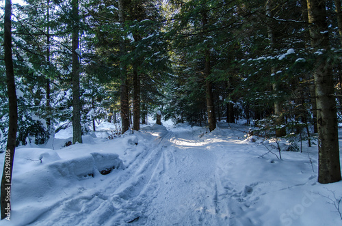 Fototapeta Naklejka Na Ścianę i Meble -  oświetlony las zimą bieszczady