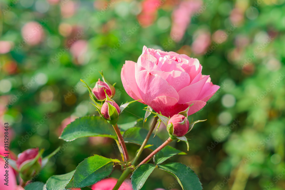 Beautiful roses garden. Close up of blooming pink rose flower. Soft focus  Stock-Foto | Adobe Stock