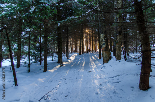 Fototapeta Naklejka Na Ścianę i Meble -  ośnieżony las bieszczady
