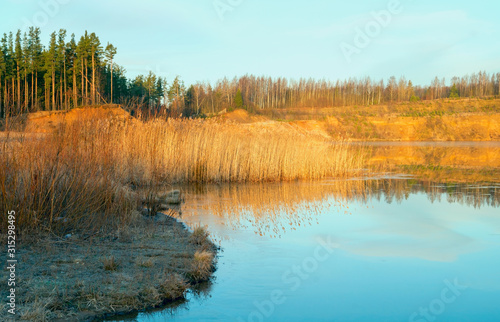 Dry reeds in the water on the shore of a sand quarry. Leningrad region.