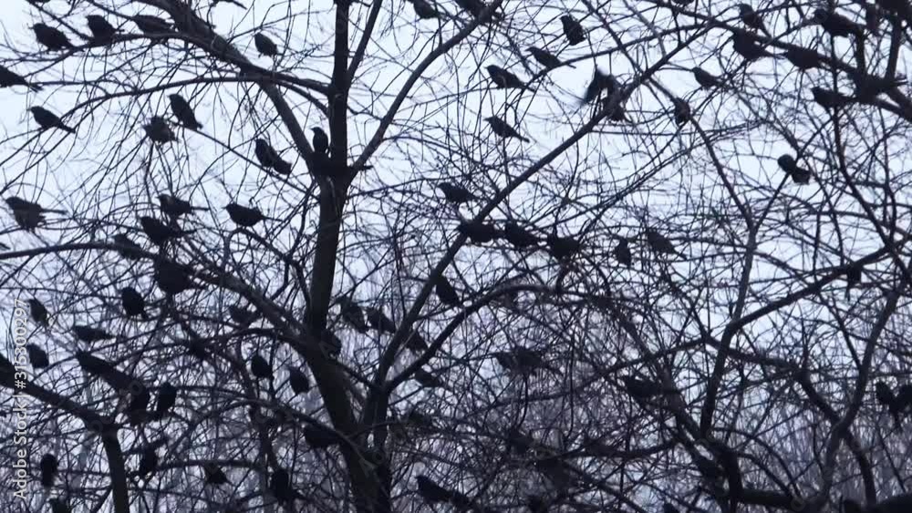 Flock of hundreds of birds (grackles) perch on bare Winter tree and suddenly fly off. Flock of hundreds of birds (grackles) perch on bare Winter tree and suddenly fly off.