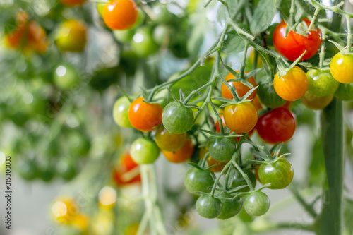 Wallpaper Mural A bunch of organic ripe and unripe cherry tomato in a greenhouse. Homegrown, gardening and agriculture consept. Natural, environmenta Torontodigital.ca