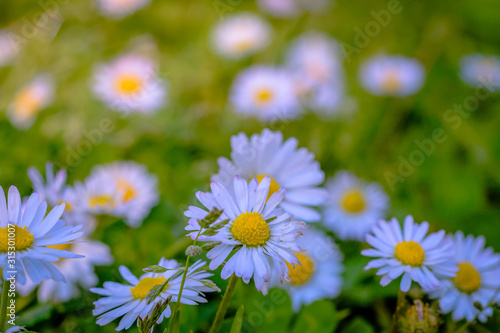 Blossom daisy flowers in the garden.