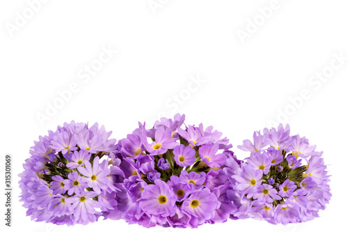 Three spring flowers of lilac primula isolated on white background  space for text