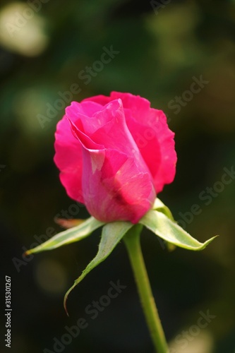 Pink Rose Close Up © Arup