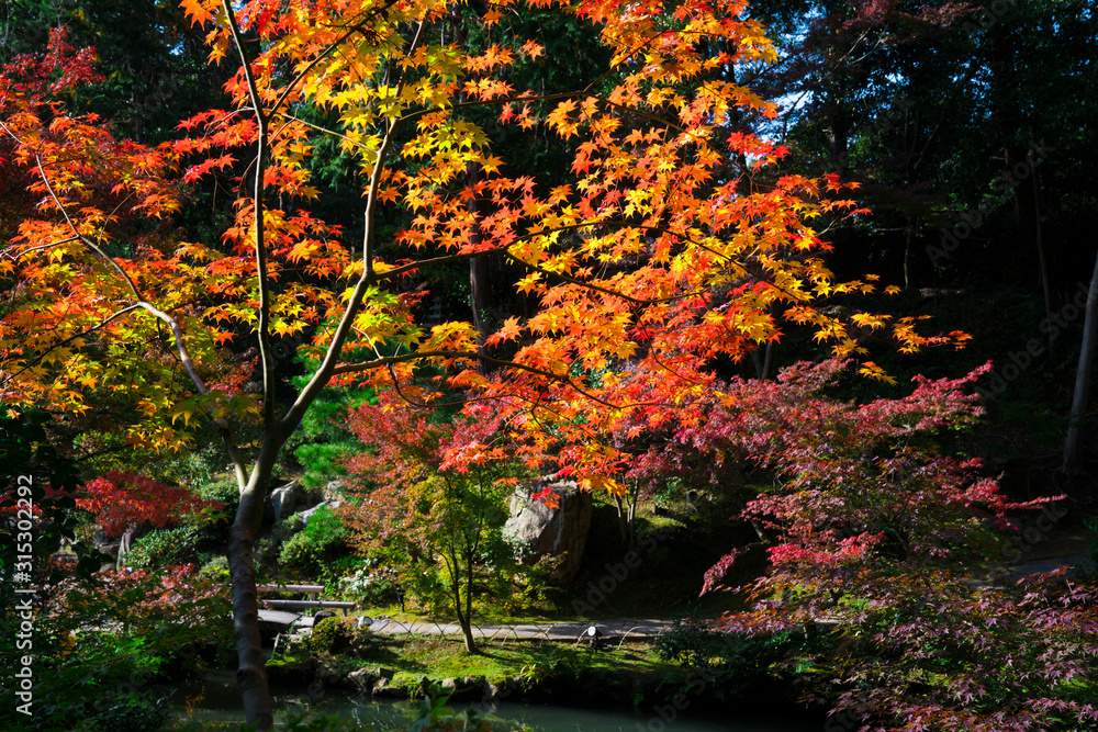 京都　金戒光明寺の紅葉　