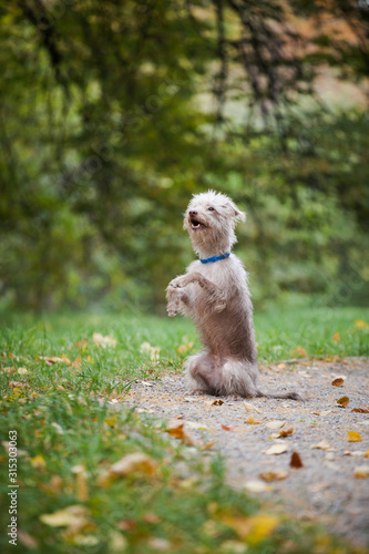 A small funny dog stands on its hind legs in the forest on a clearing