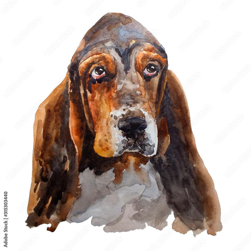 portrait of a basset hound dog isolated on white background