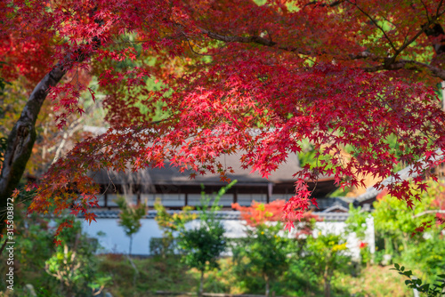 京都 正伝寺（しょうでんじ）の紅葉