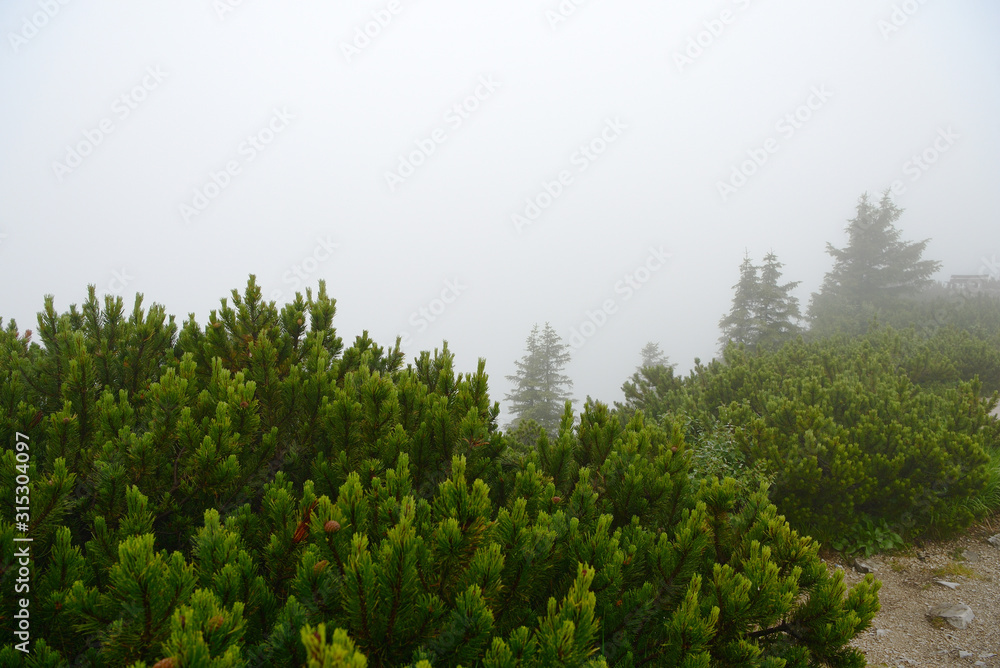 Misty morning in the alpine mountains. Bavaria, Germany. Mystical natural background