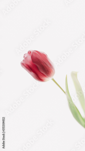 Red tulip on white background. Spring wallpaper. greeting card and invitation to the wedding, birthday. Womens day concept