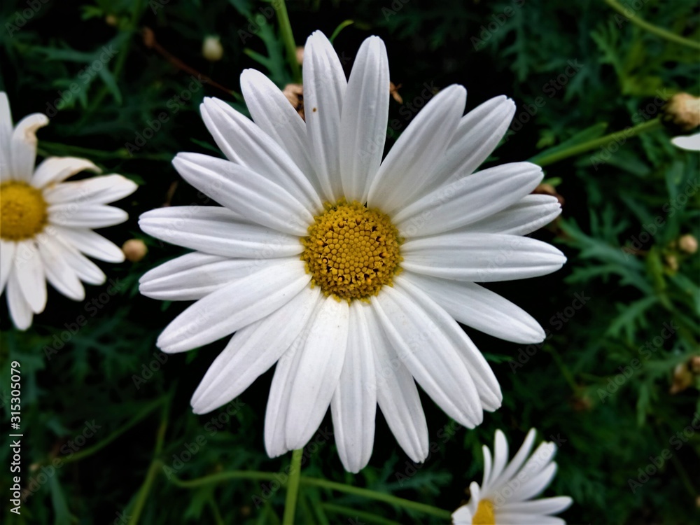 Obraz premium daisy in the grass