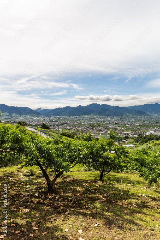 日本・6月の山梨県、梅雨の晴れ間の桃畑と甲府盆地