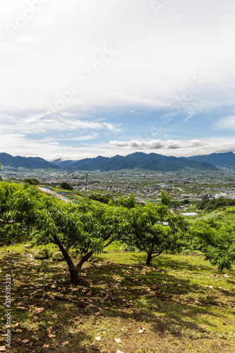 日本・6月の山梨県、梅雨の晴れ間の桃畑と甲府盆地