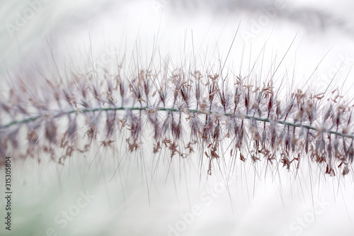 Close up  needle grass flowers field blooming  in nature garden on blurred white grey background