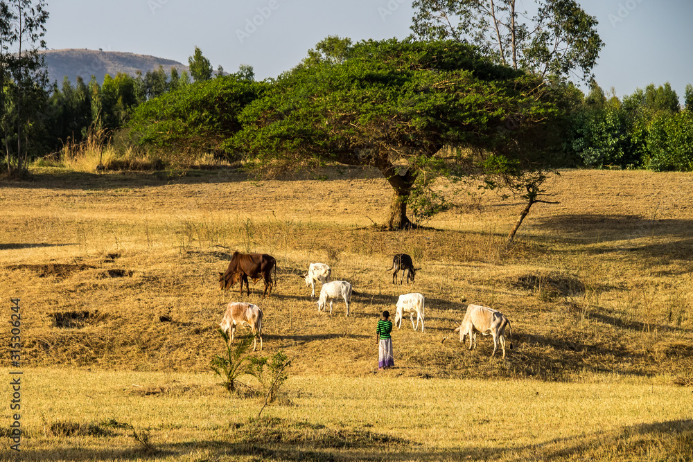 Brahman or Zebu bulls near the Blue Nile falls, Tis-Isat in Ethiopia