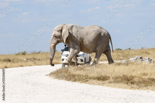 Straßenquerung Elefant