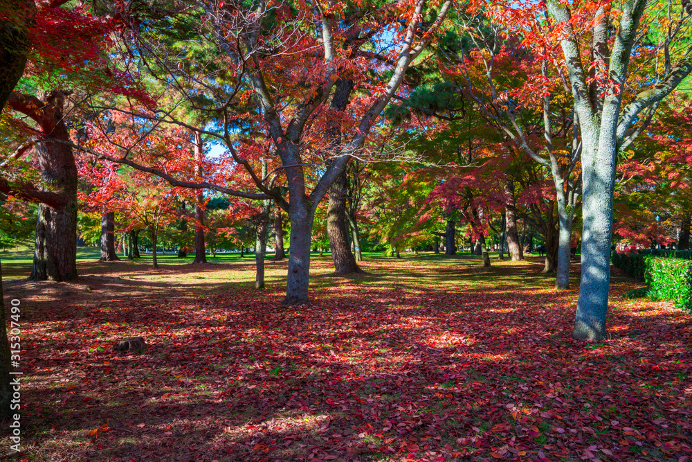 京都御苑の紅葉 京都御苑の紅葉