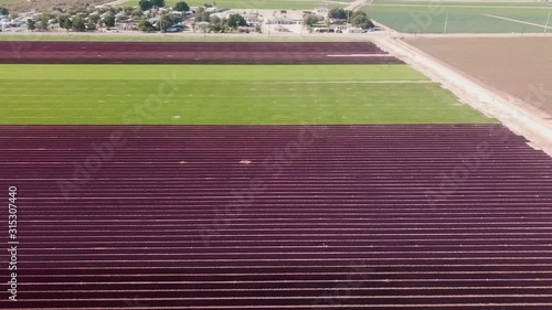 Drone aerial view of a field of red and green lettuce field, flying toward farm yard and buildings  - Yuma, Arizona