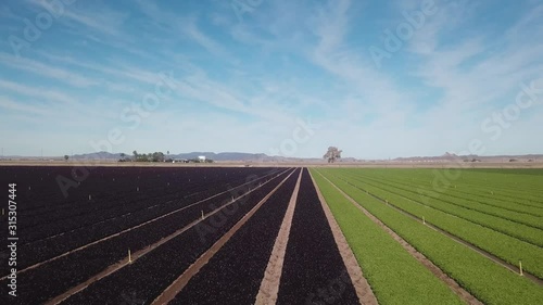 Drone aerial view of a field of red  and green lettuce ready for harvest; flying with the rows - Yuma, Arizona