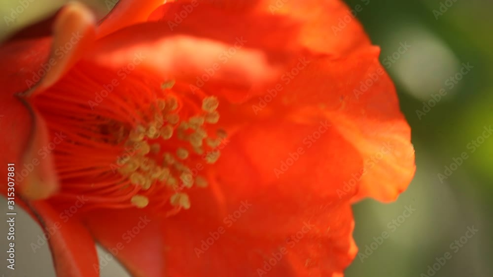 a big red flower taken macro lens a big red flower taken macro lens