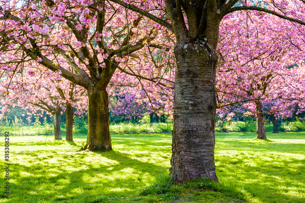 A row of blossoming Japanese cherry trees in a grassy meadow by a sunny spring afternoon, with branches laden with clusters of pink flowers.