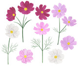 Set Cosmea flowers watercolor botanical illustration
