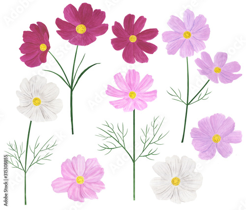 Set Cosmea flowers watercolor botanical illustration © Ирина Шишкова