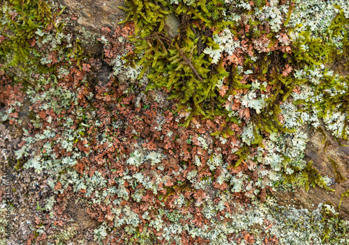 texture of grey and red lichen and moss on rock