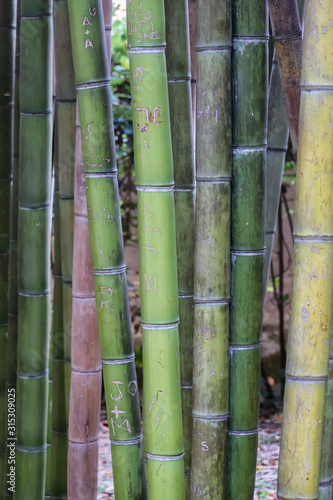 Bamboos in Botanical Garden in Trastevere, Rome Italy