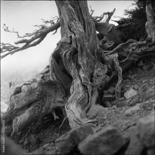 Gnarled old tree on the island of Crete, Greece