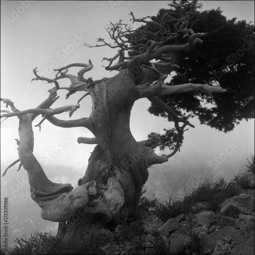 Gnarled old tree on the island of Crete, Greece