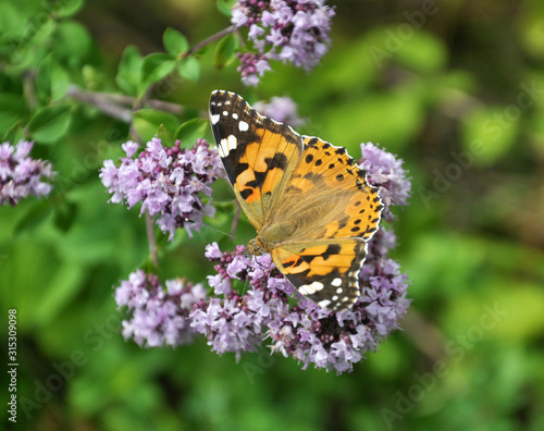 Vanessa cardui butterfly sits on oregano grass