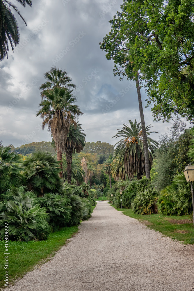 Obraz premium Palm trees in Botanical Garden in Trastevere, Rome Italy