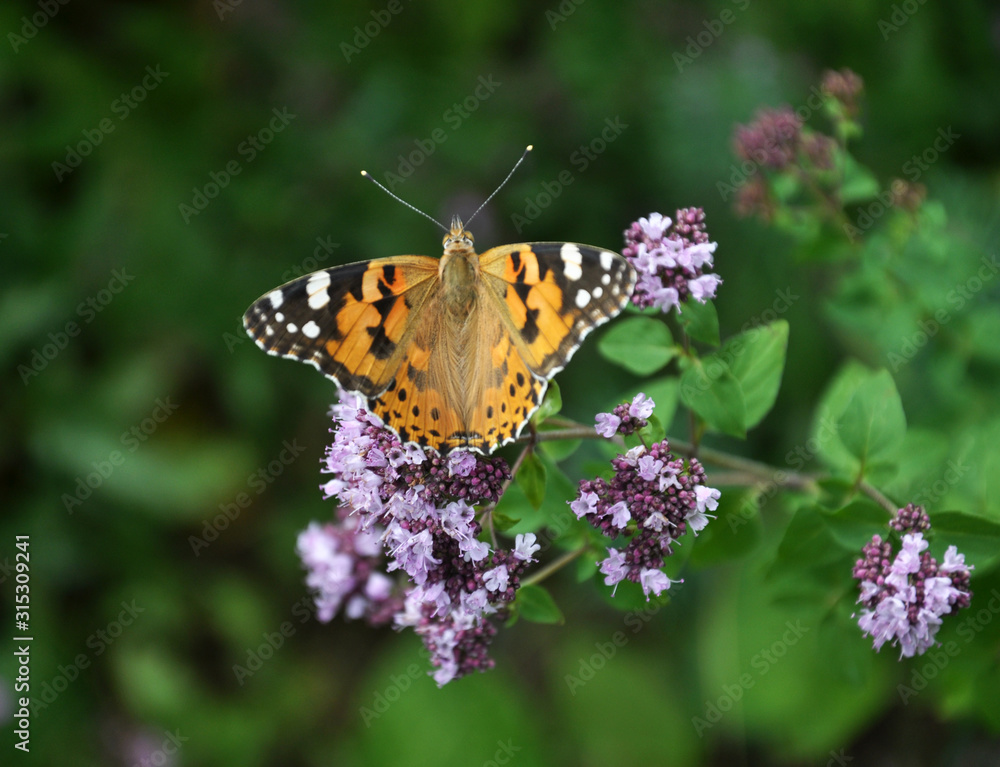 Vanessa cardui butterfly sits on oregano grass Vanessa cardui butterfly sits on oregano grass