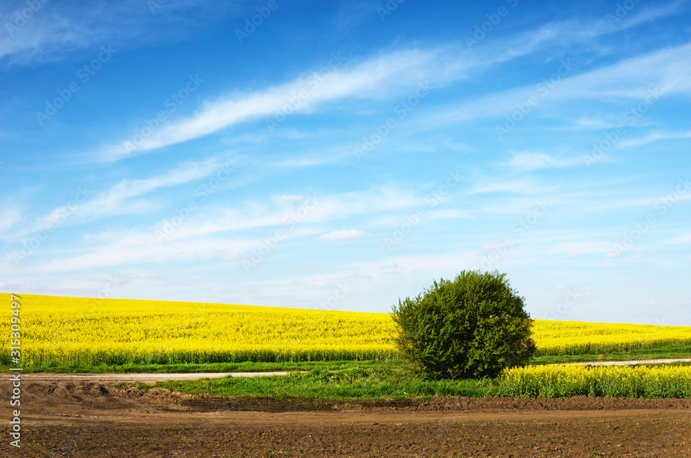 Fabulous landscape of lonely bush among yellow rape field on a sunny day on a background of blue sky sky with clouds (anti-stress, meditation - concept)