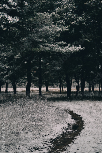 snowy road in the forest