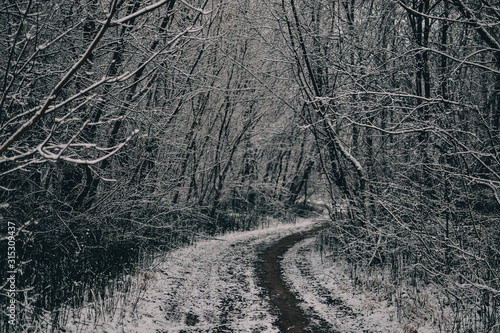 snowy road in the forest