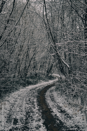 snowy road in the forest