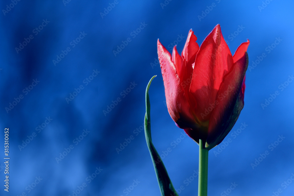 Fototapeta premium Bright red tulip in close up on a contrasting classic blue background. Valentines Day concept with copyspace.