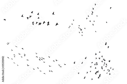 Set of flying pigeons isolated on white background. Clipping path. © krsprs