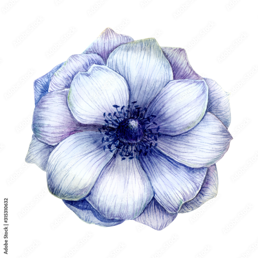 Watercolor anemone isolated on white background. Beautiful violet rose flower hand drawn illustration in vintage style. Perfect for greeting cards, wedding invitation, birthday and mothers day cards.