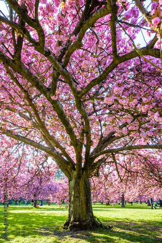 View from below of a blossoming Japanese cherry tree in a grassy meadow by a sunny spring afternoon, with branches laden with clusters of pink flowers.
