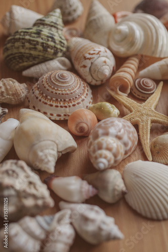 Many different seashells piled together as background for design. 