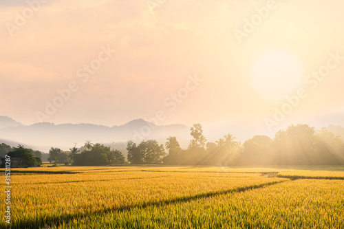 Beautiful morning fog in the rice field background. photo