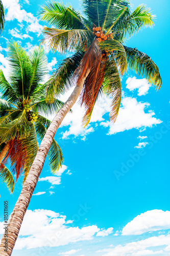 Palm on the beach. Sea landscape