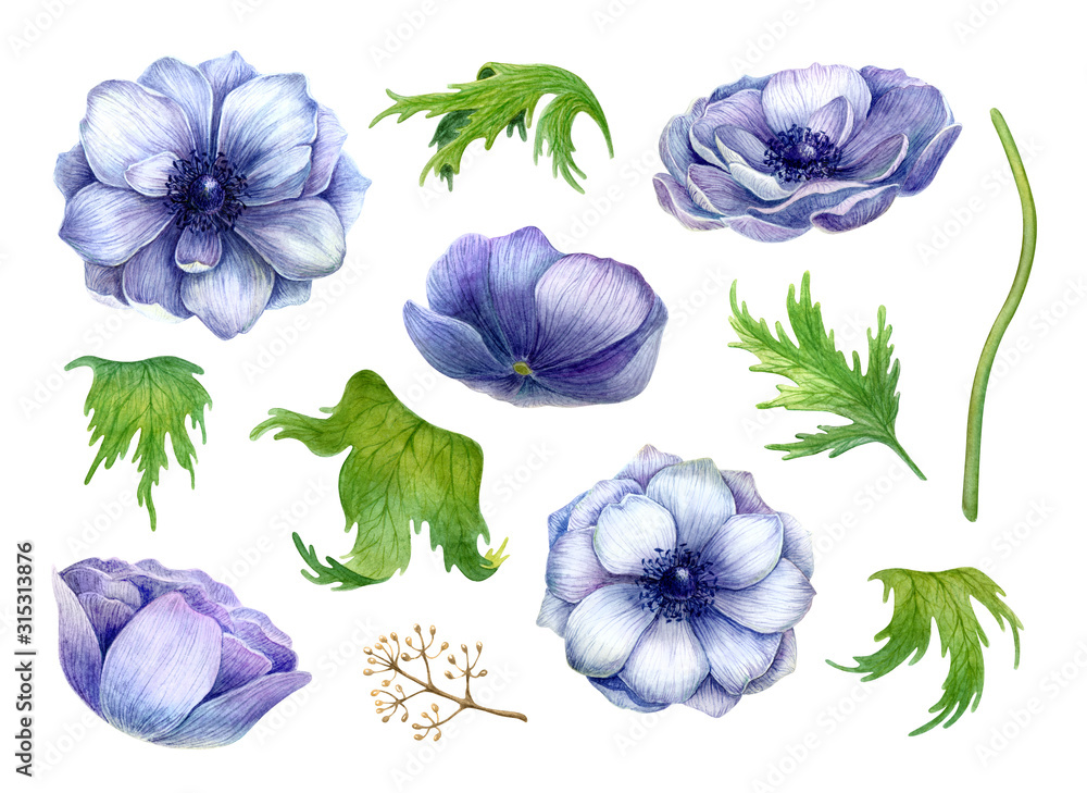 Watercolor set anemones blossom and leaves isolated on white background. Beautiful violet rose flowers collection hand drawn illustration.Perfect for greeting cards, wedding invitation, birthday