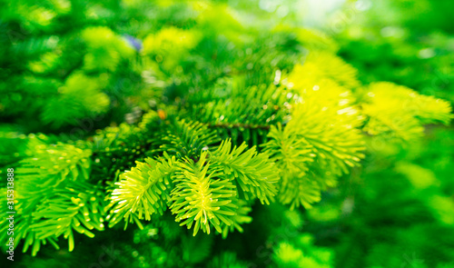 Fir tree with May shoots in spring 
